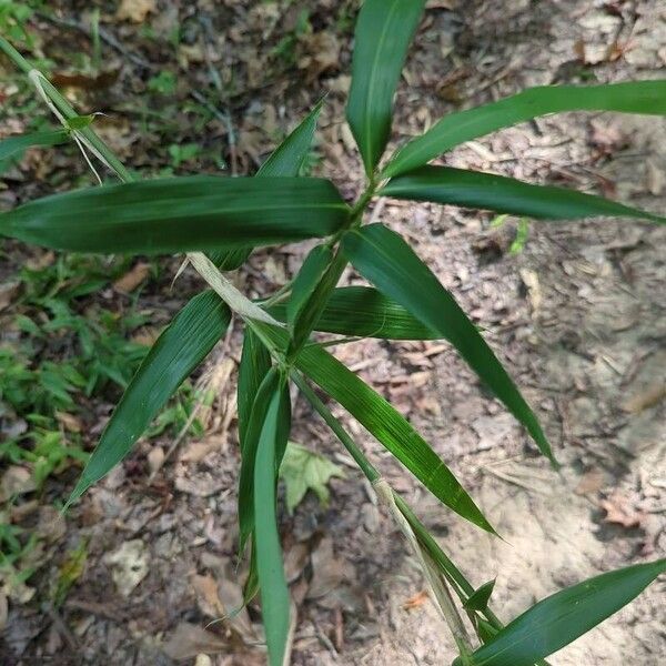 Arundinaria gigantea 葉