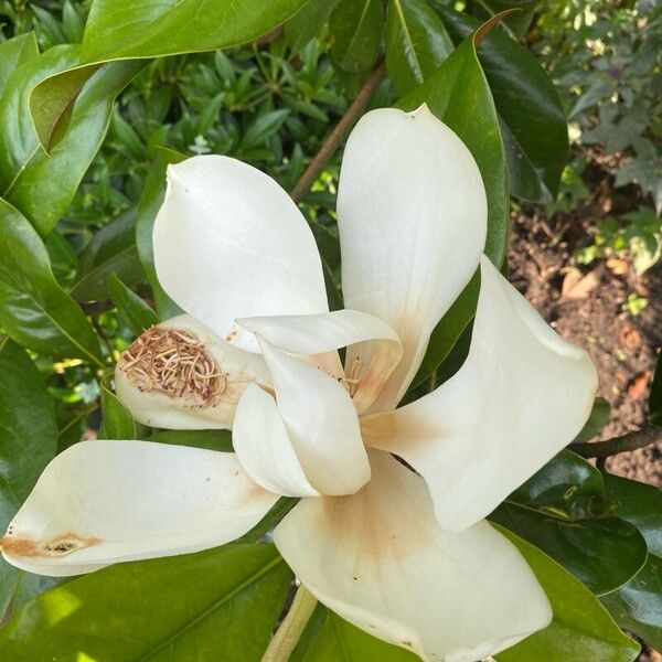 Magnolia virginiana Bloem