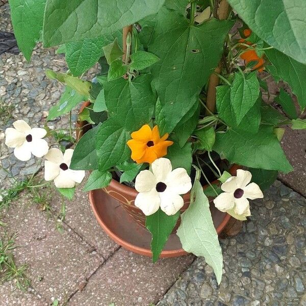 Thunbergia alata പുഷ്പം