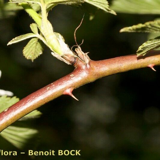 Rubus sulcatus Žievė