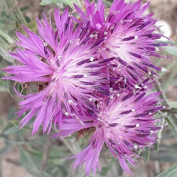 Centaurea aspera Blodyn