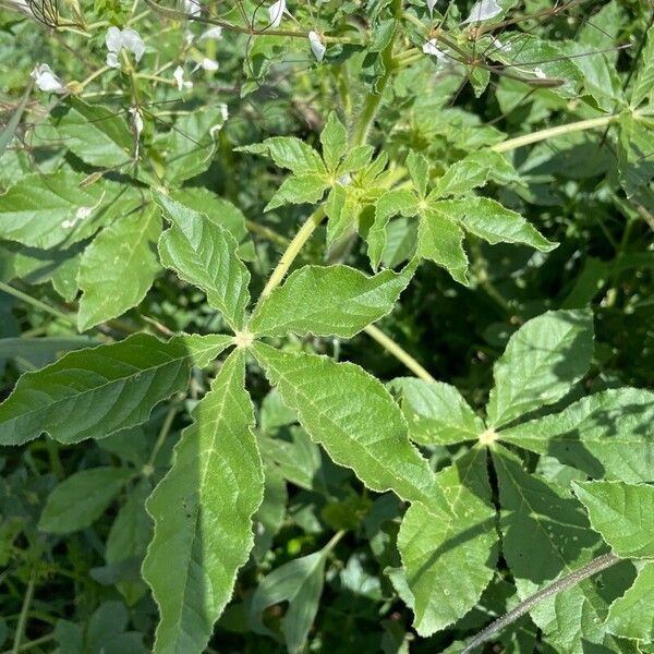 Cleome gynandra Feuille