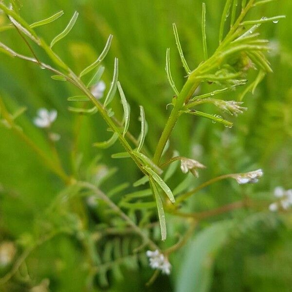 Vicia parviflora Květ