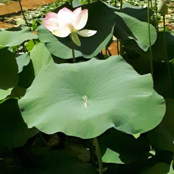 Nelumbo nucifera 葉