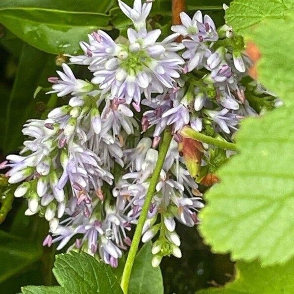 Hebe salicifolia Flower