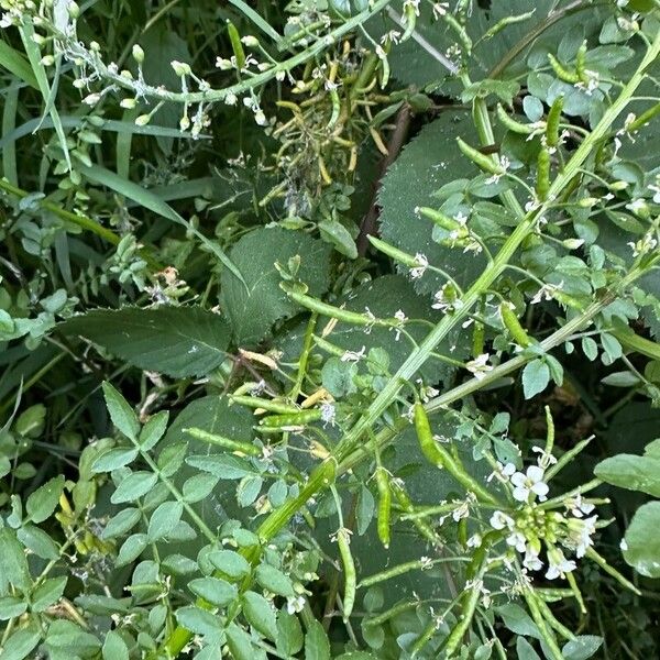 Nasturtium microphyllum Virág