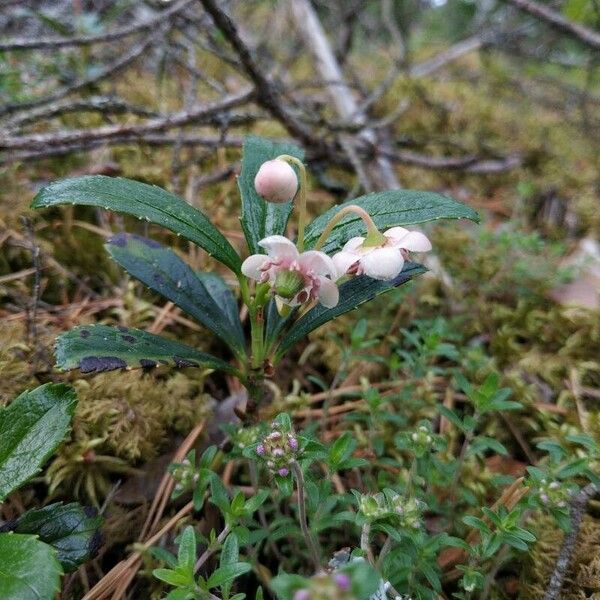 Chimaphila umbellata ᱵᱟᱦᱟ