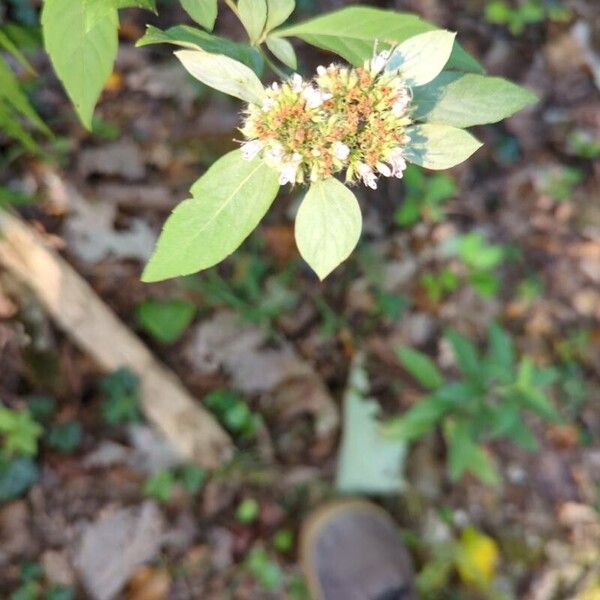 Pycnanthemum incanum Flower