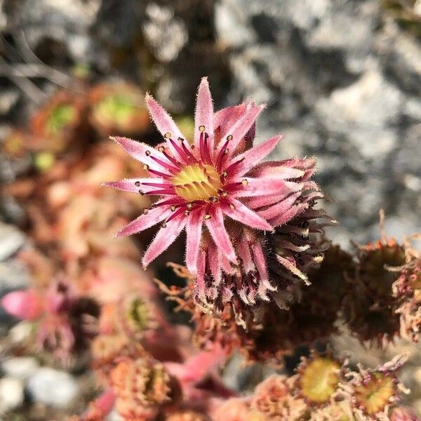 Sempervivum montanum Flower