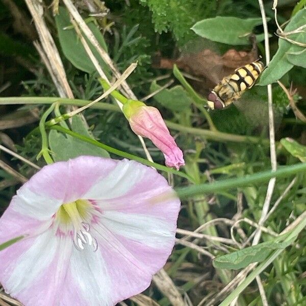 Convolvulus arvensis Žiedas