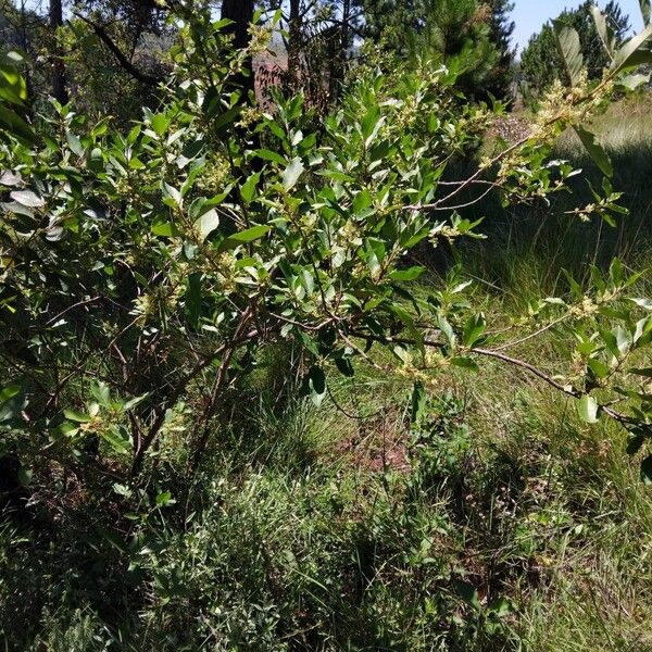 Maesa lanceolata Habit