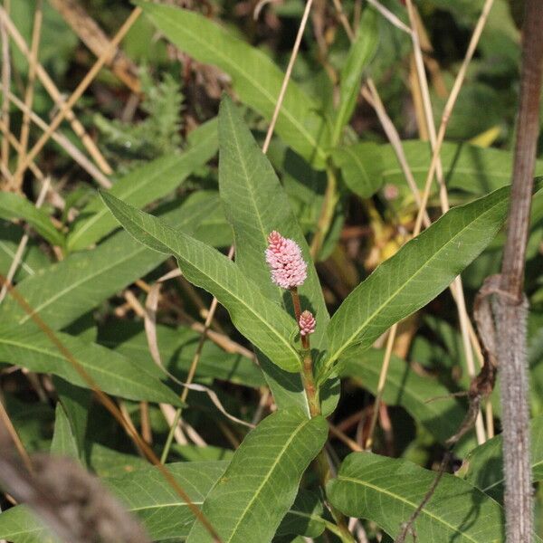 Persicaria amphibia Žiedas