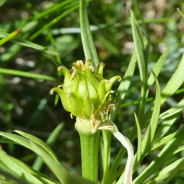 Adonis pyrenaica Fruto