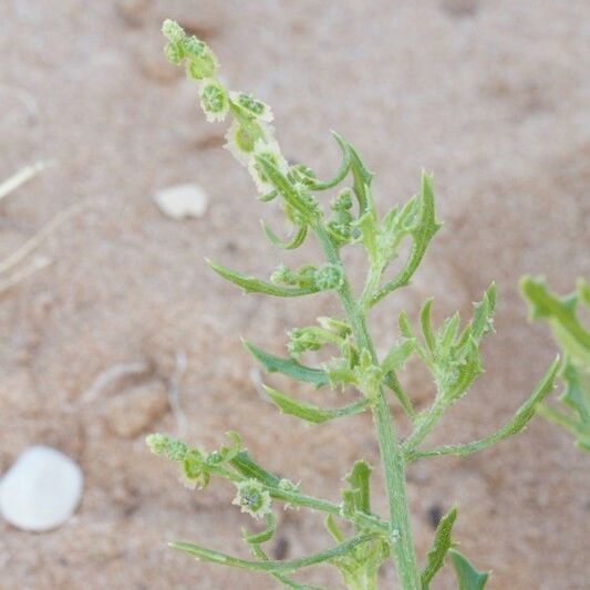 Dysphania atriplicifolia Muu