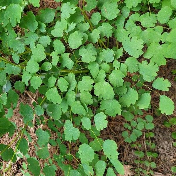 Thalictrum dioicum Blad