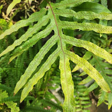 Phlebodium aureum Yaprak