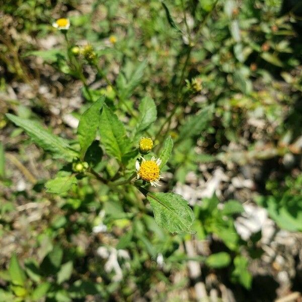 Bidens pilosa Virág