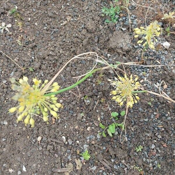 Allium flavum Flor