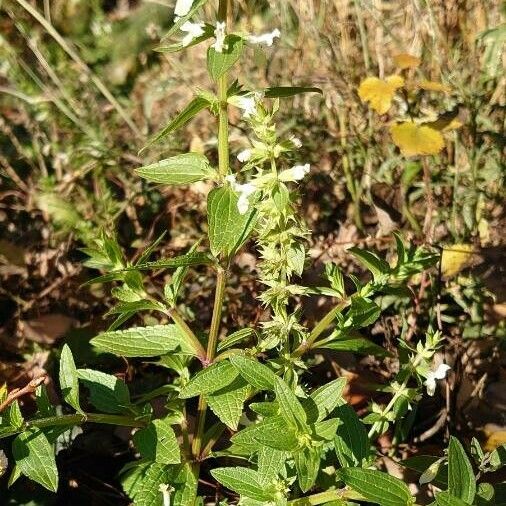 Stachys annua Habit