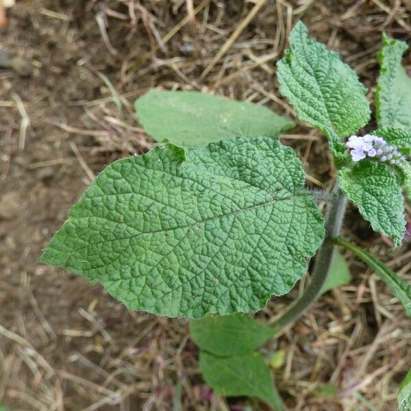 Heliotropium indicum ഇല