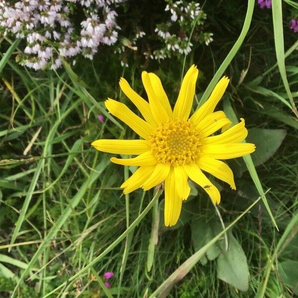 Arnica montana Flower