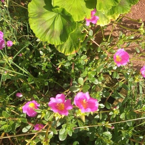 Portulaca umbraticola Virág