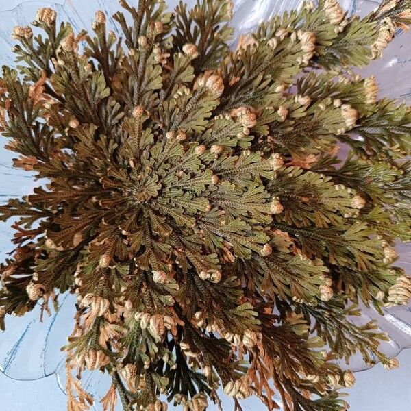 Selaginella lepidophylla Листок