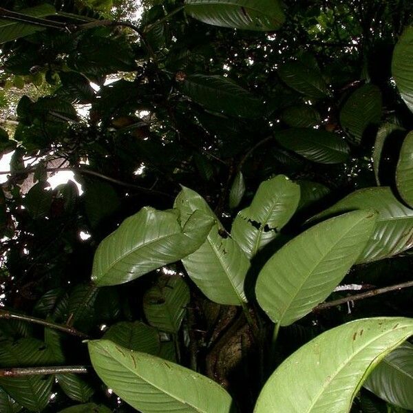 Philodendron alliodorum Іншае