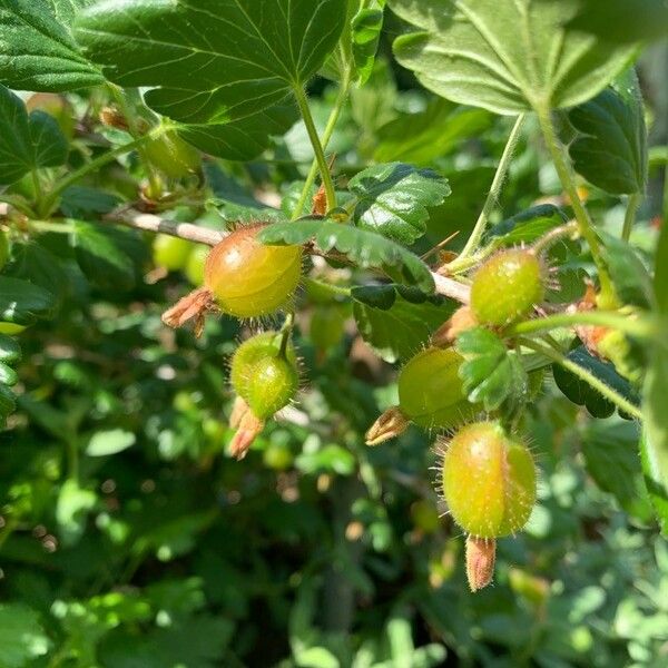 Ribes speciosum Frucht