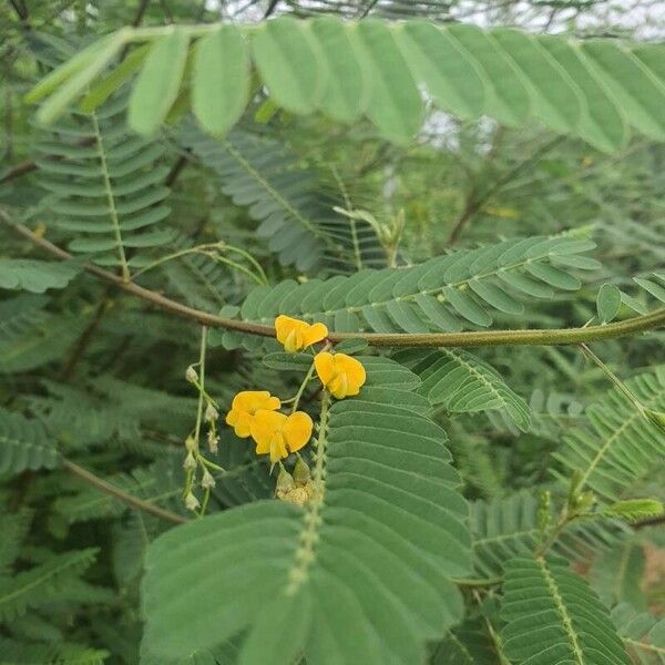 Sesbania rostrata Flower