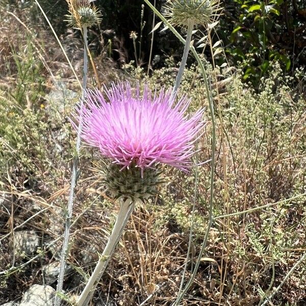 Cirsium undulatum Flower