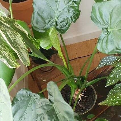 Alocasia cucullata Folha