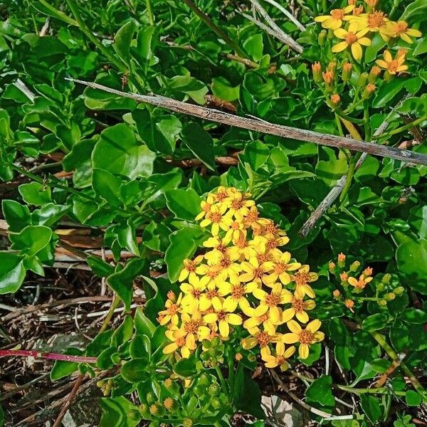 Senecio angulatus Kwiat