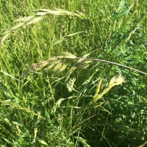 Bromus hordeaceus Flor