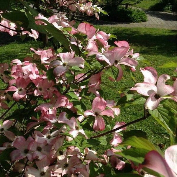 Cornus florida 整株植物