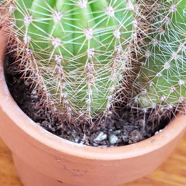 Echinocereus coccineus Yaprak