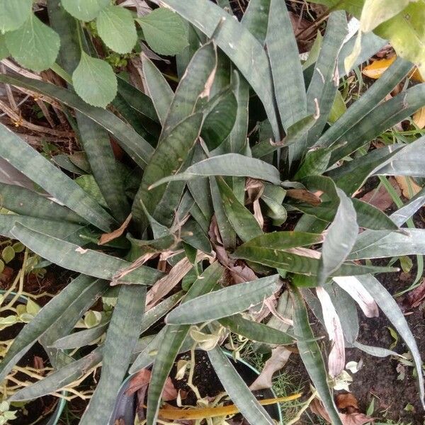 Dracaena hyacinthoides Лист