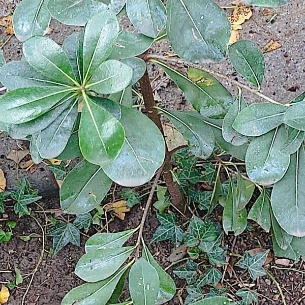 Pittosporum heterophyllum Hoja