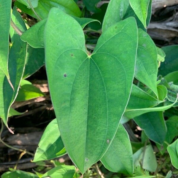 Dioscorea alata Leaf