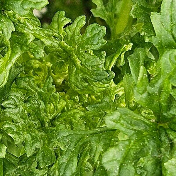 Senecio doria Fuelha