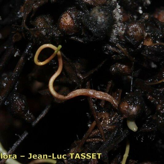 Cuscuta monogyna Altres