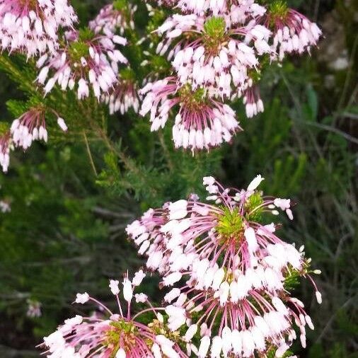 Erica multiflora Kwiat