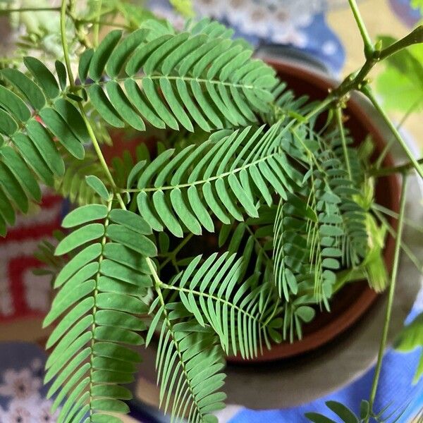 Mimosa pudica 葉