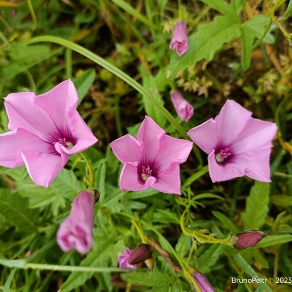 Convolvulus althaeoides Flower