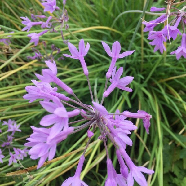 Tulbaghia violacea Žiedas