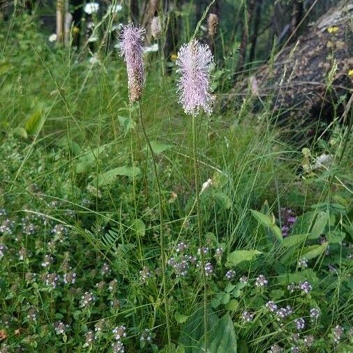 Plantago media Habit