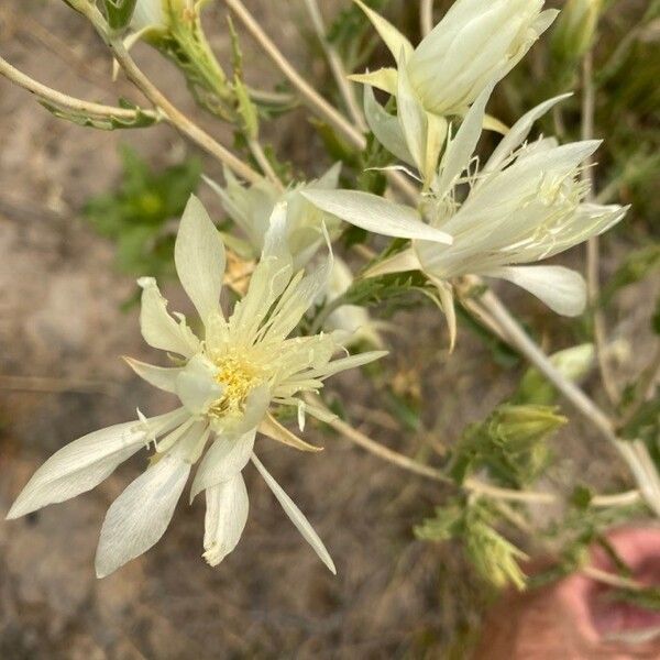 Mentzelia decapetala Kukka