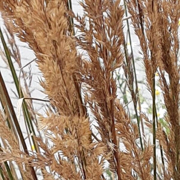 Calamagrostis epigejos Frucht