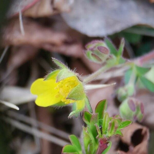 Potentilla crantzii Kvet