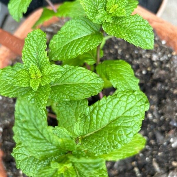 Mentha spicata Leaf